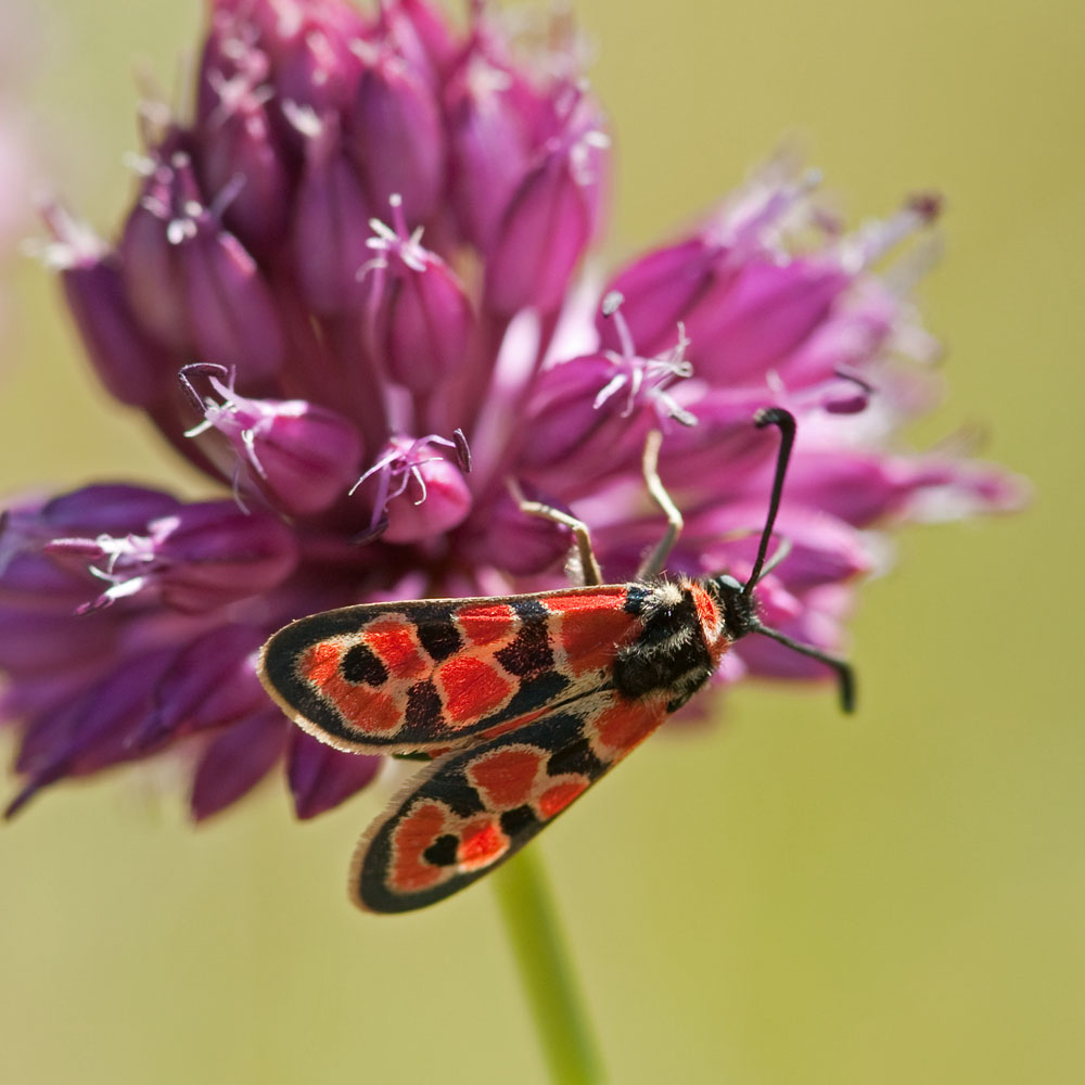Zygaena fausta